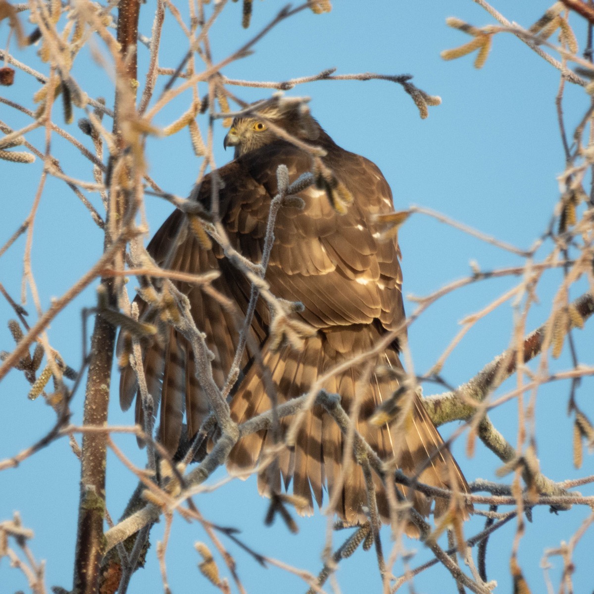 Cooper's Hawk - ML649457433