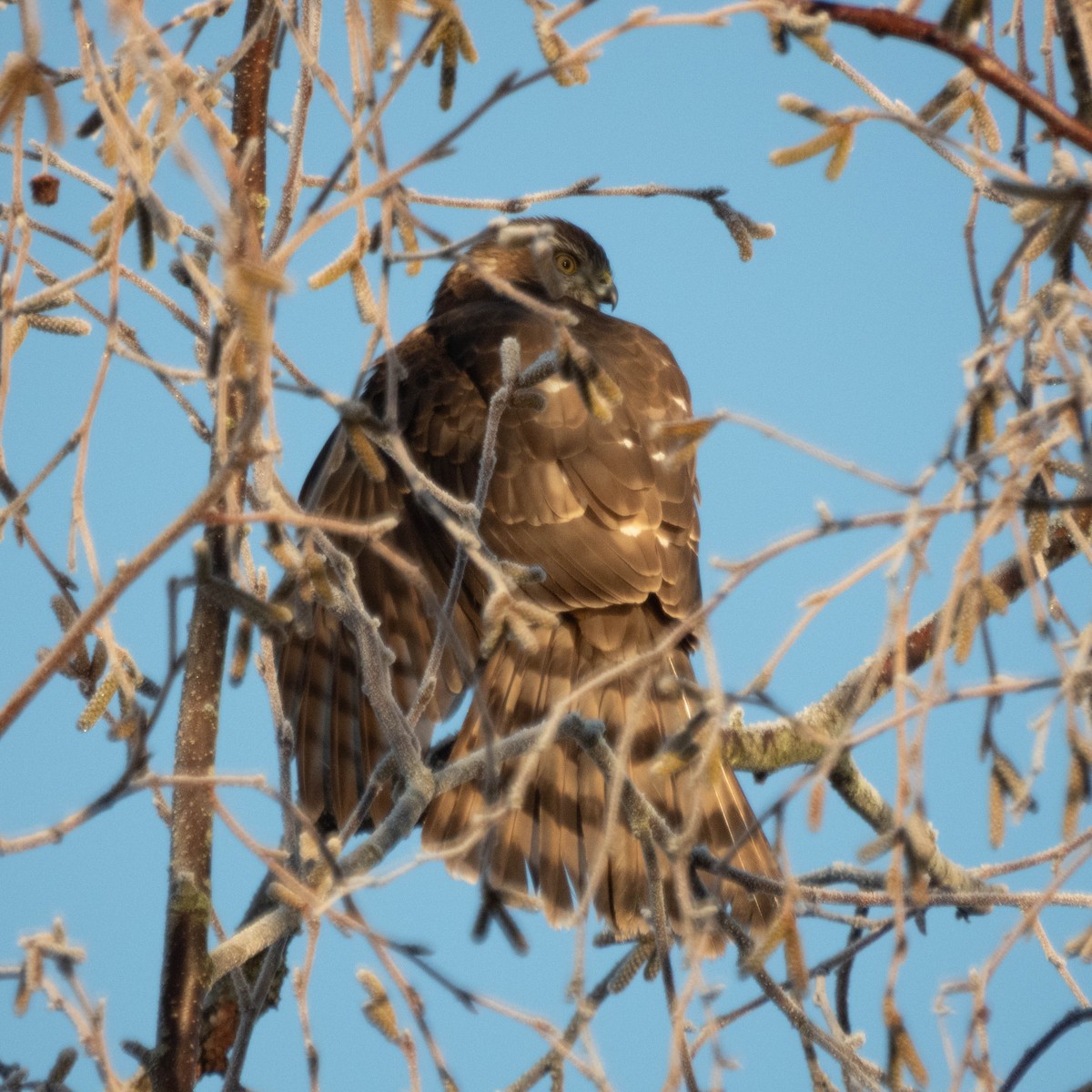 Cooper's Hawk - ML649457434