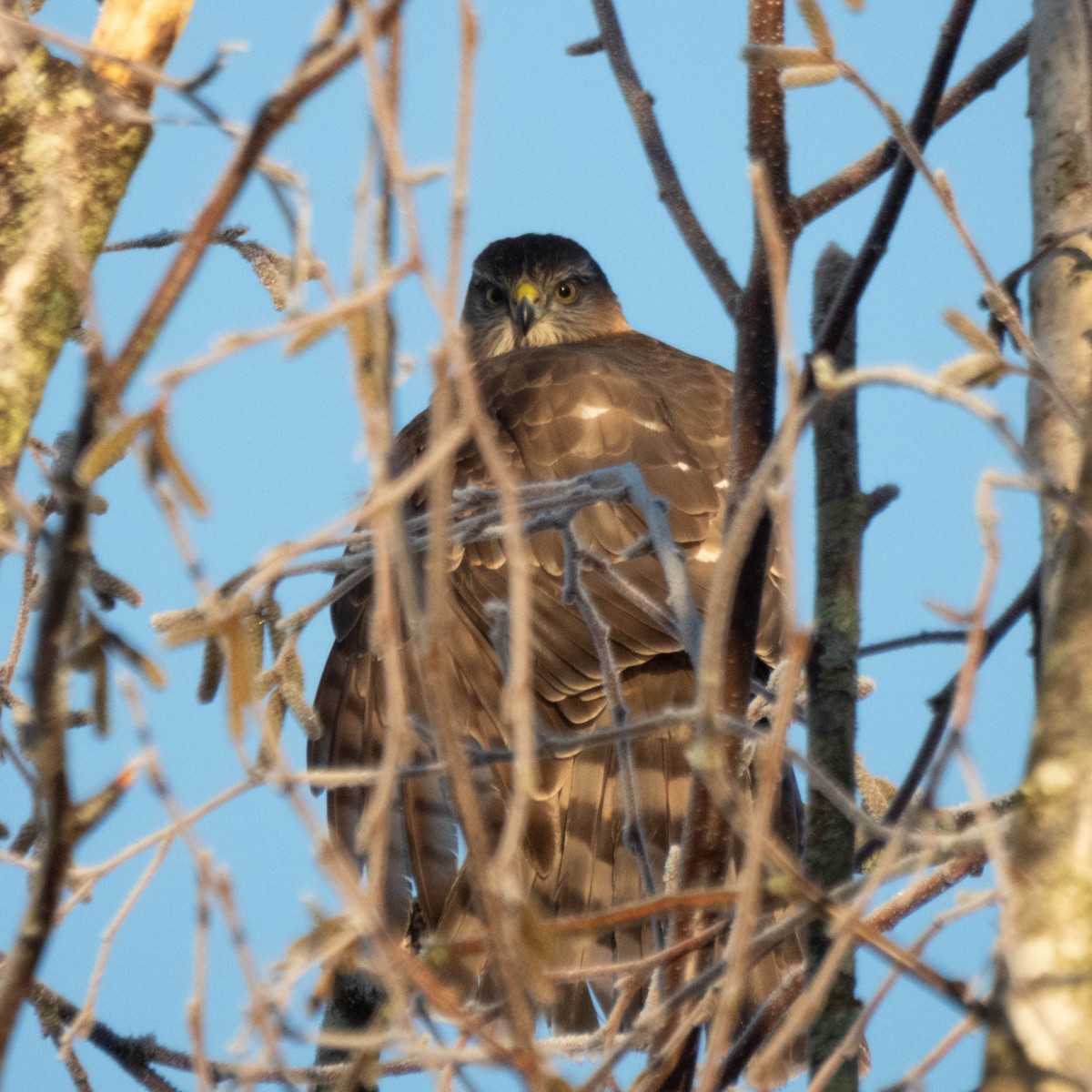 Cooper's Hawk - ML649457435