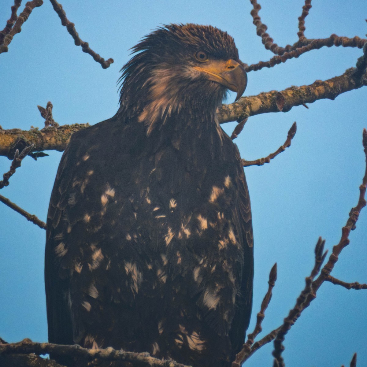 Bald Eagle - ML649457439