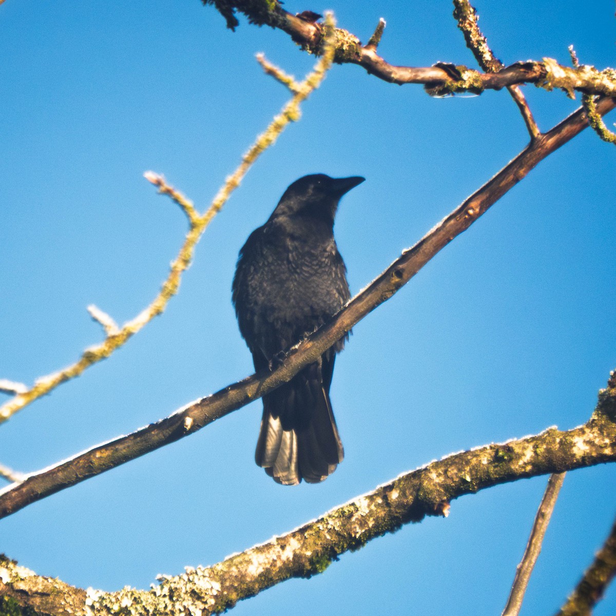 American Crow - ML649457444