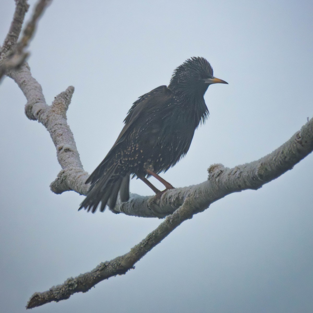 European Starling - ML649457454