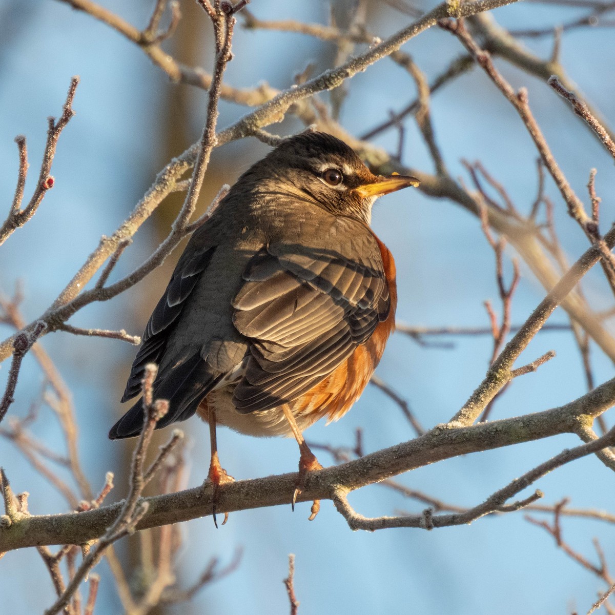 American Robin - ML649457455