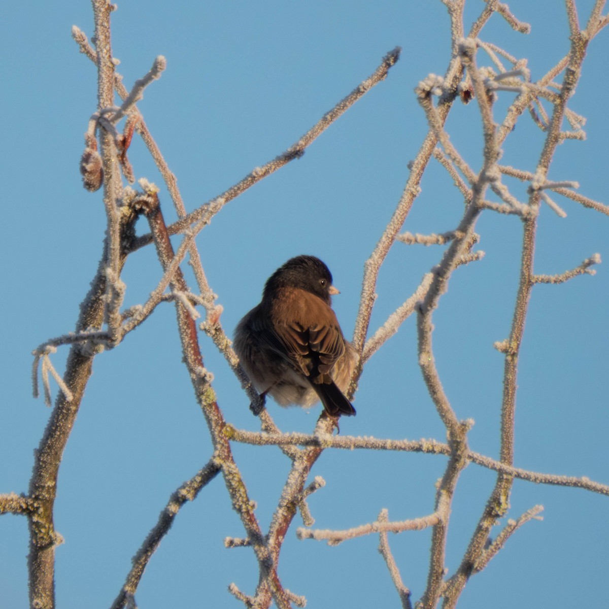 Dark-eyed Junco - ML649457459
