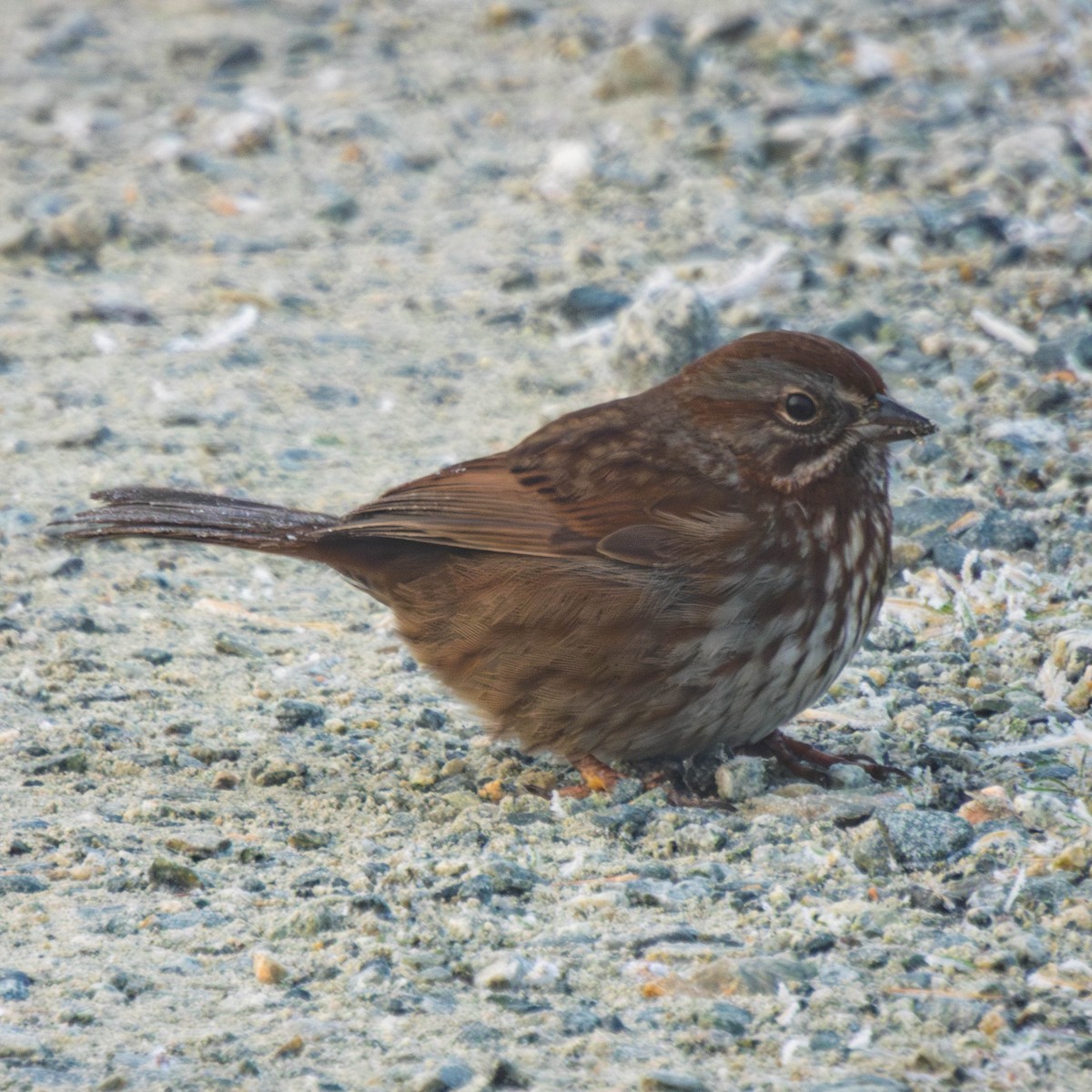 Song Sparrow - ML649457466