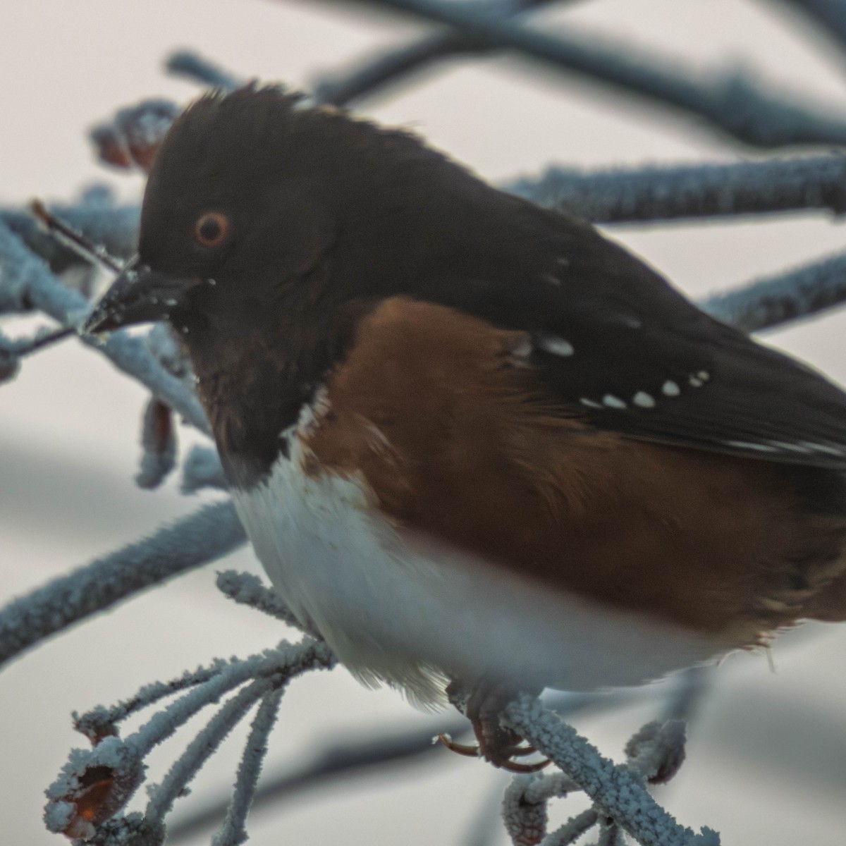 Spotted Towhee - ML649457474