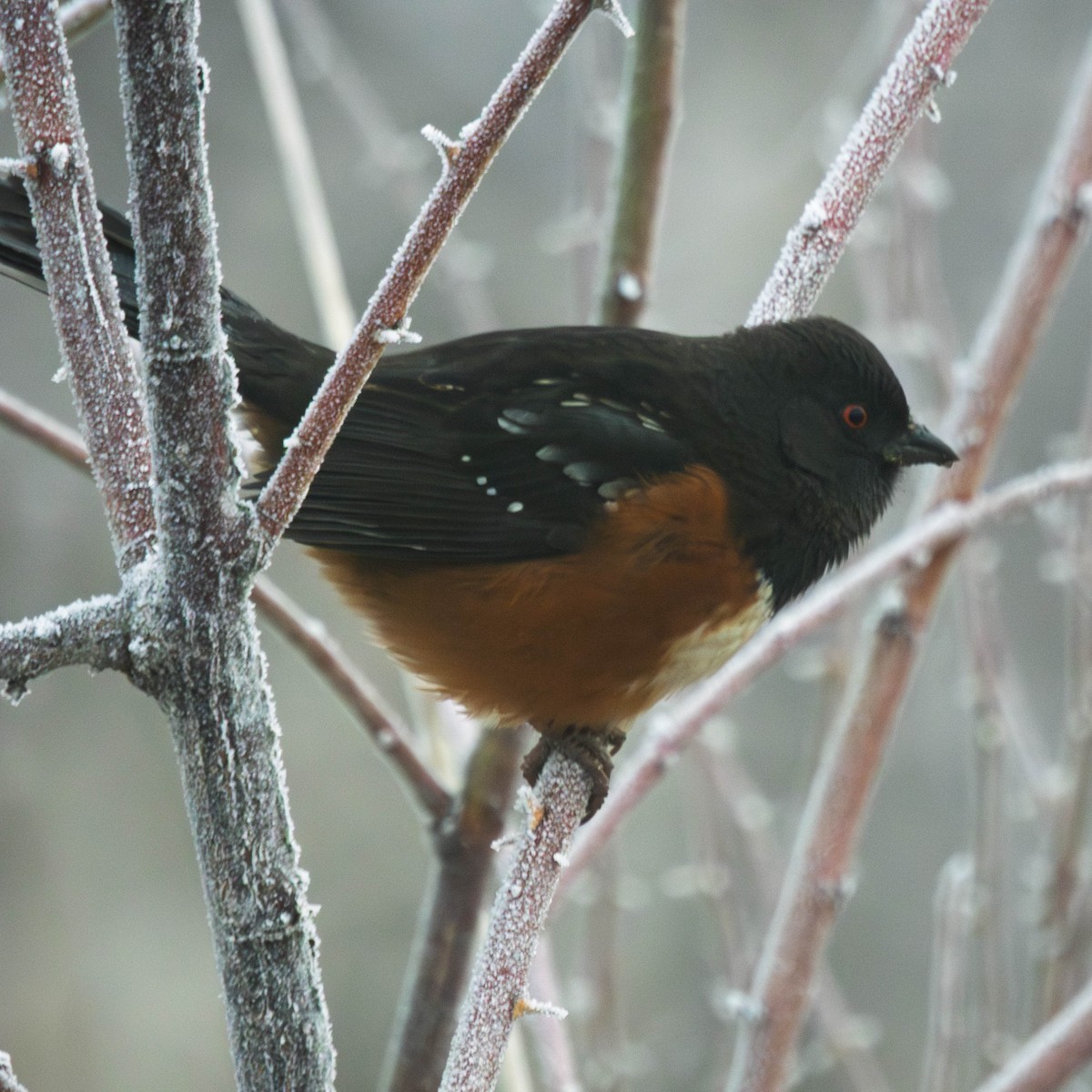 Spotted Towhee - ML649457475