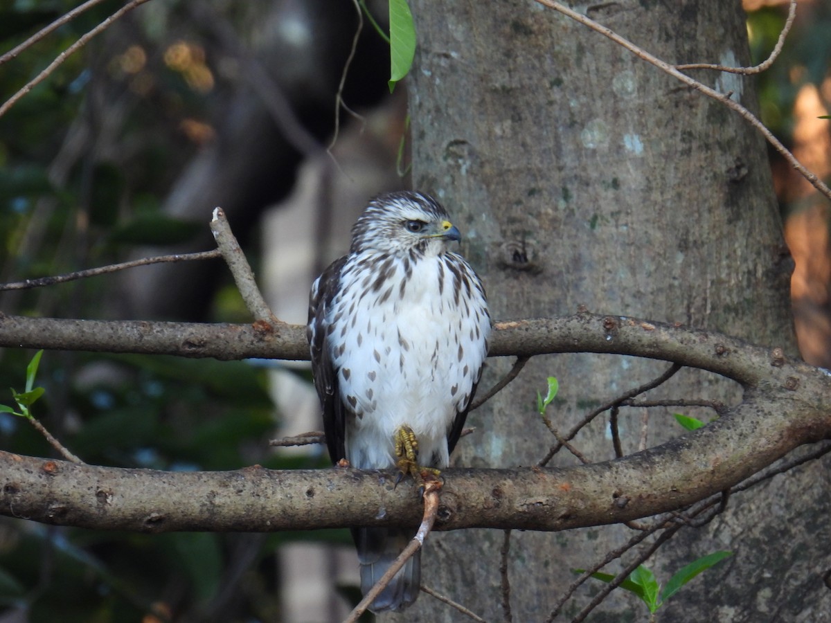 Busardo Aliancho - ML649457613