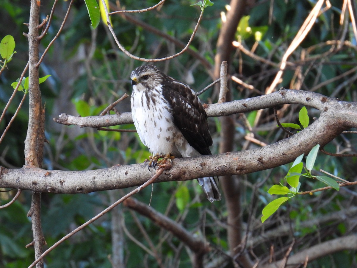 Busardo Aliancho - ML649457634