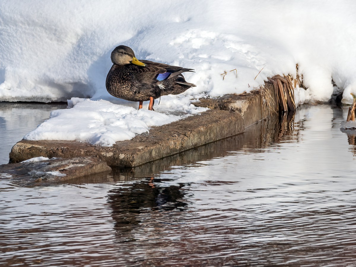 American Black Duck - ML649458187