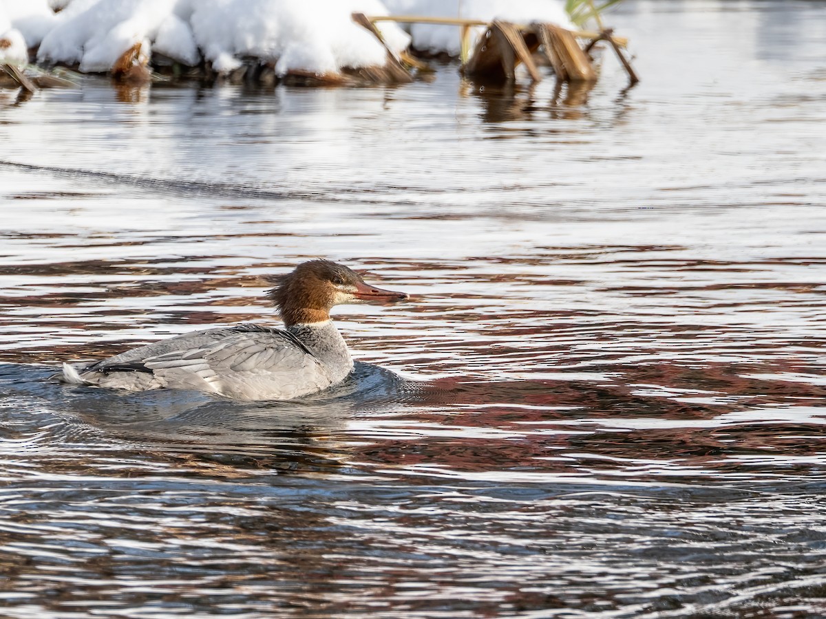 Common Merganser - ML649458198