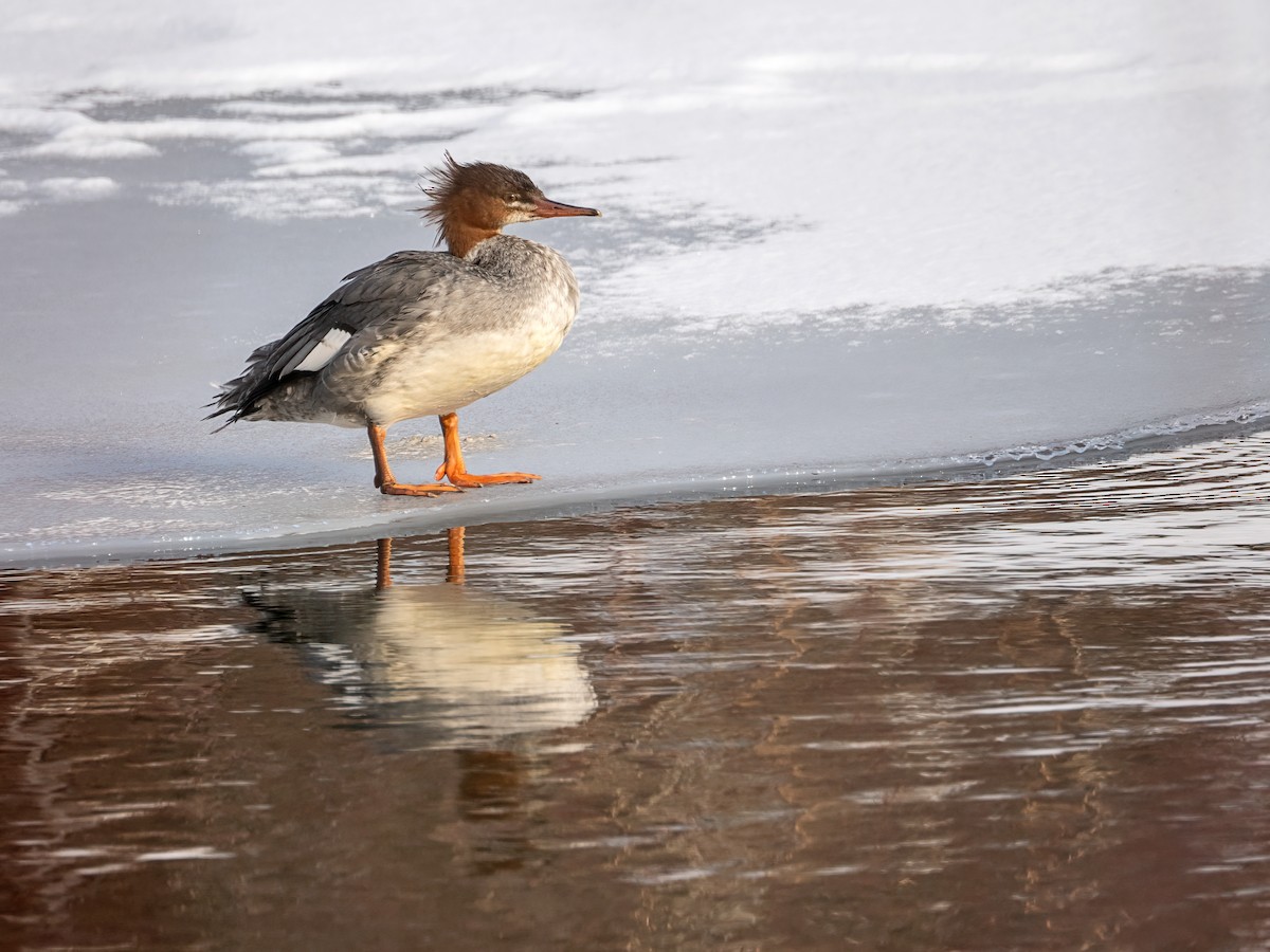 Common Merganser - ML649458199