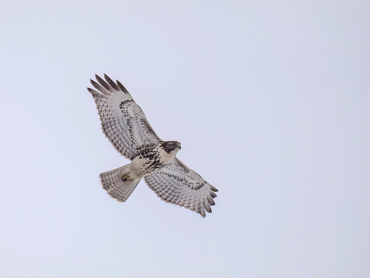 Red-tailed Hawk - ML649458246