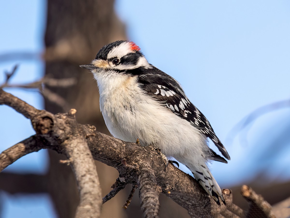 Downy Woodpecker - ML649458249