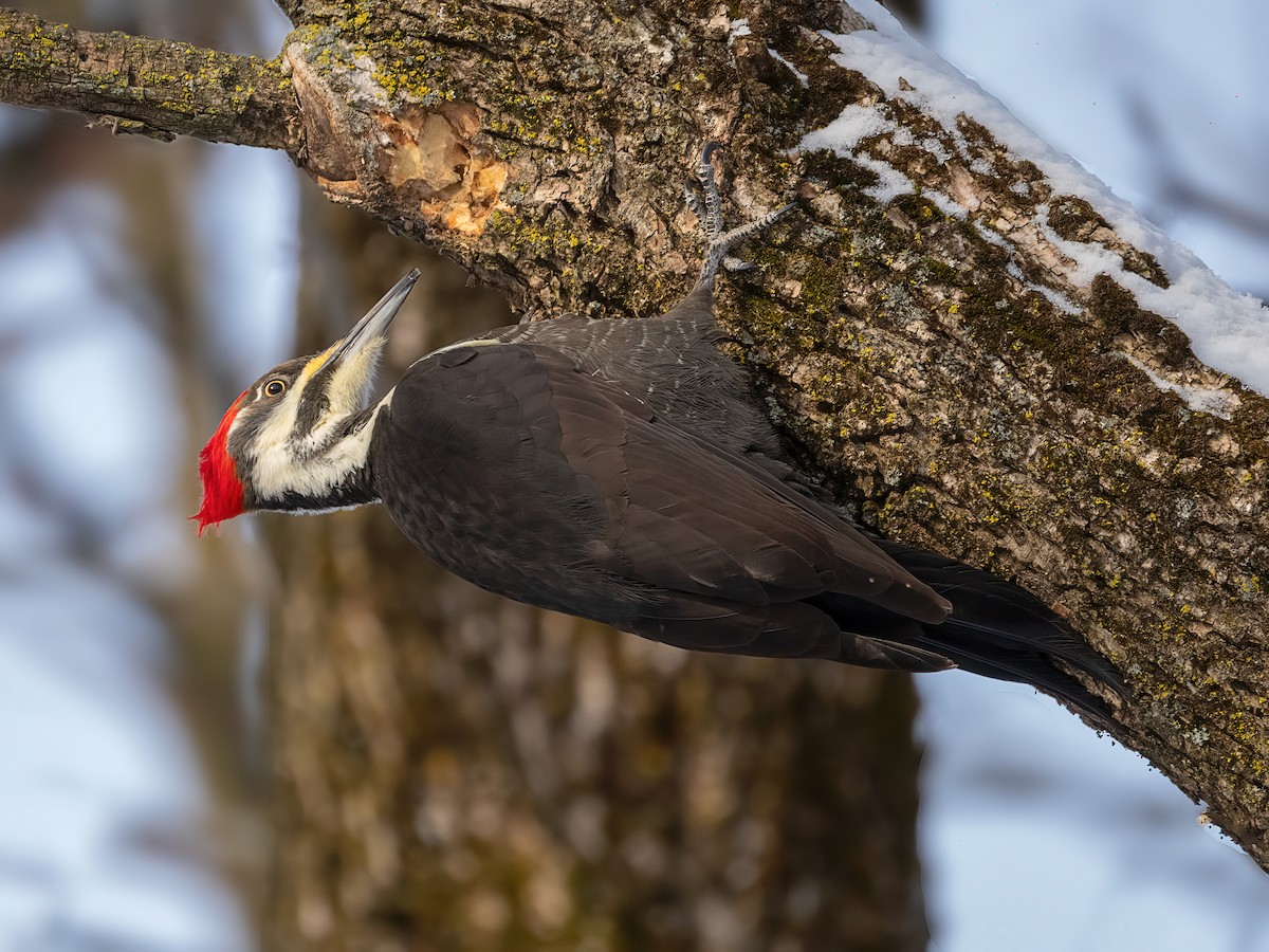 Pileated Woodpecker - ML649458256