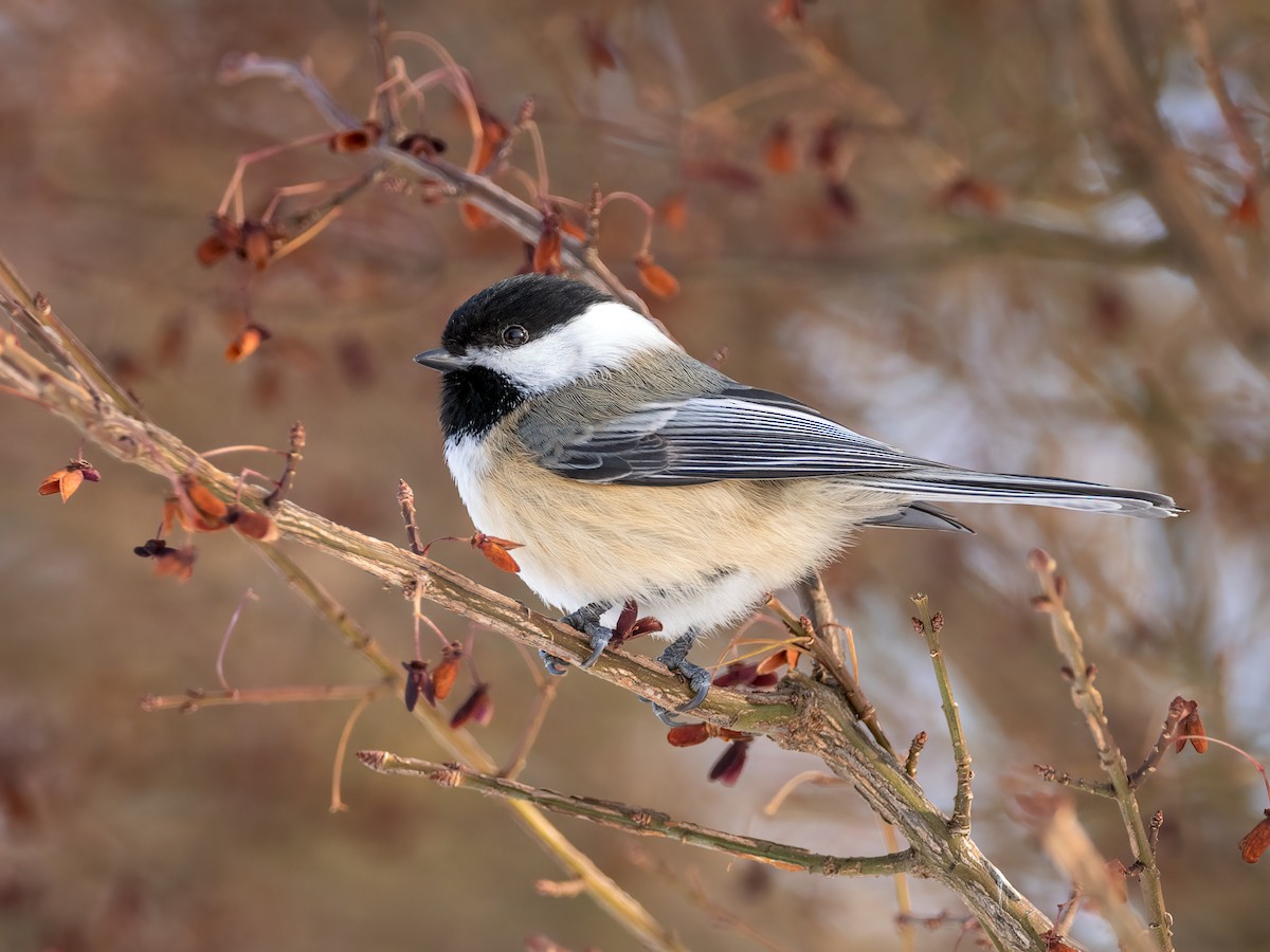 Black-capped Chickadee - ML649458296