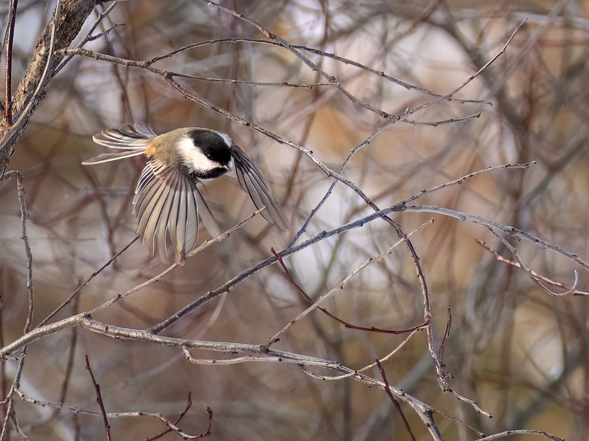 Black-capped Chickadee - ML649458310