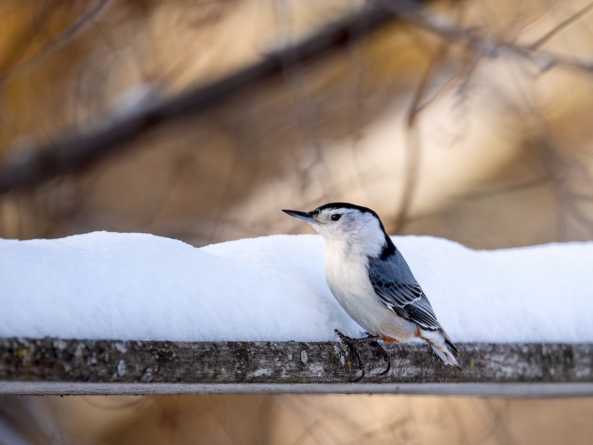 White-breasted Nuthatch - ML649458316
