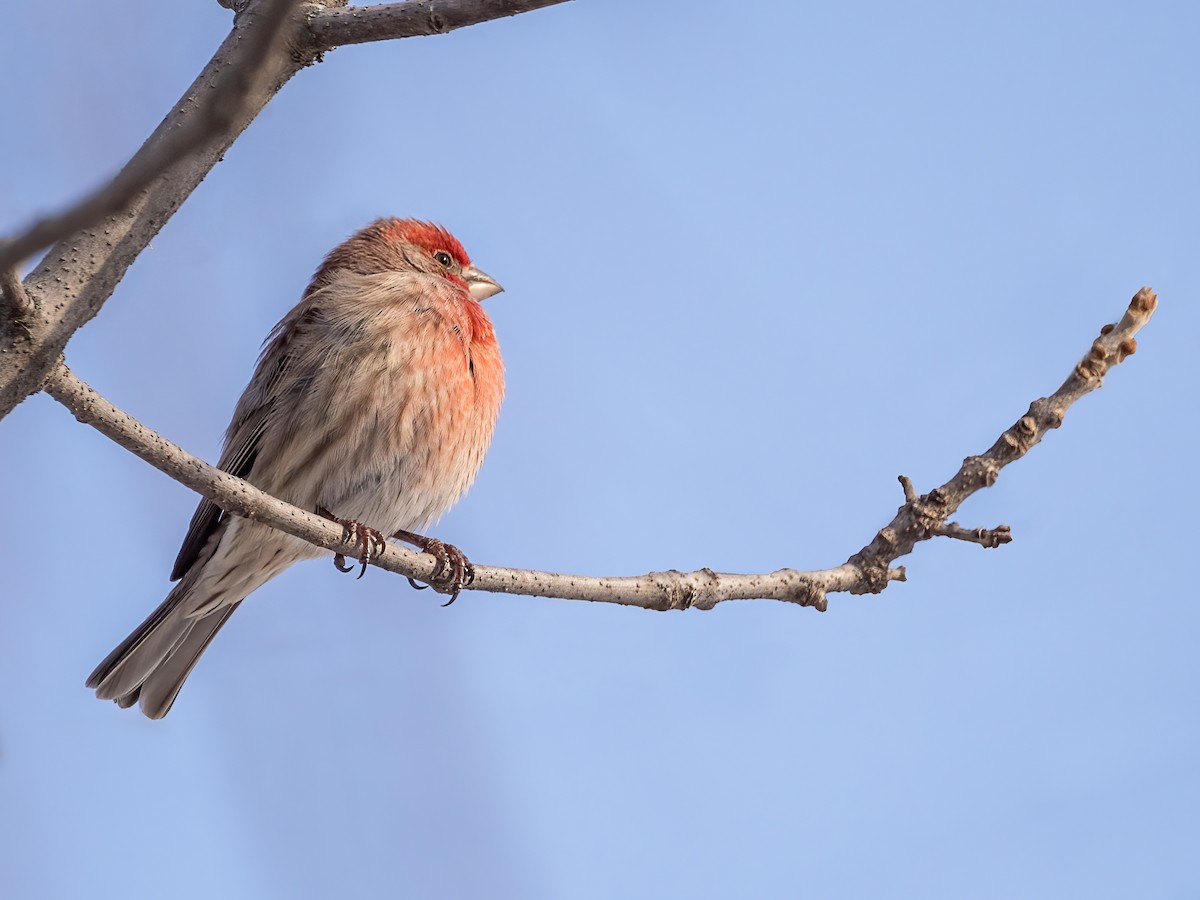 House Finch - ML649458332