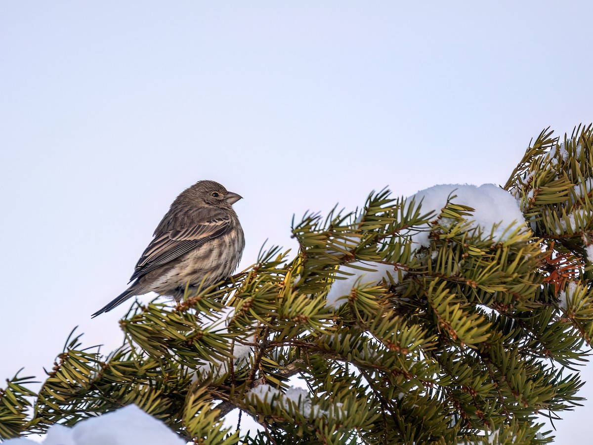 House Finch - ML649458333