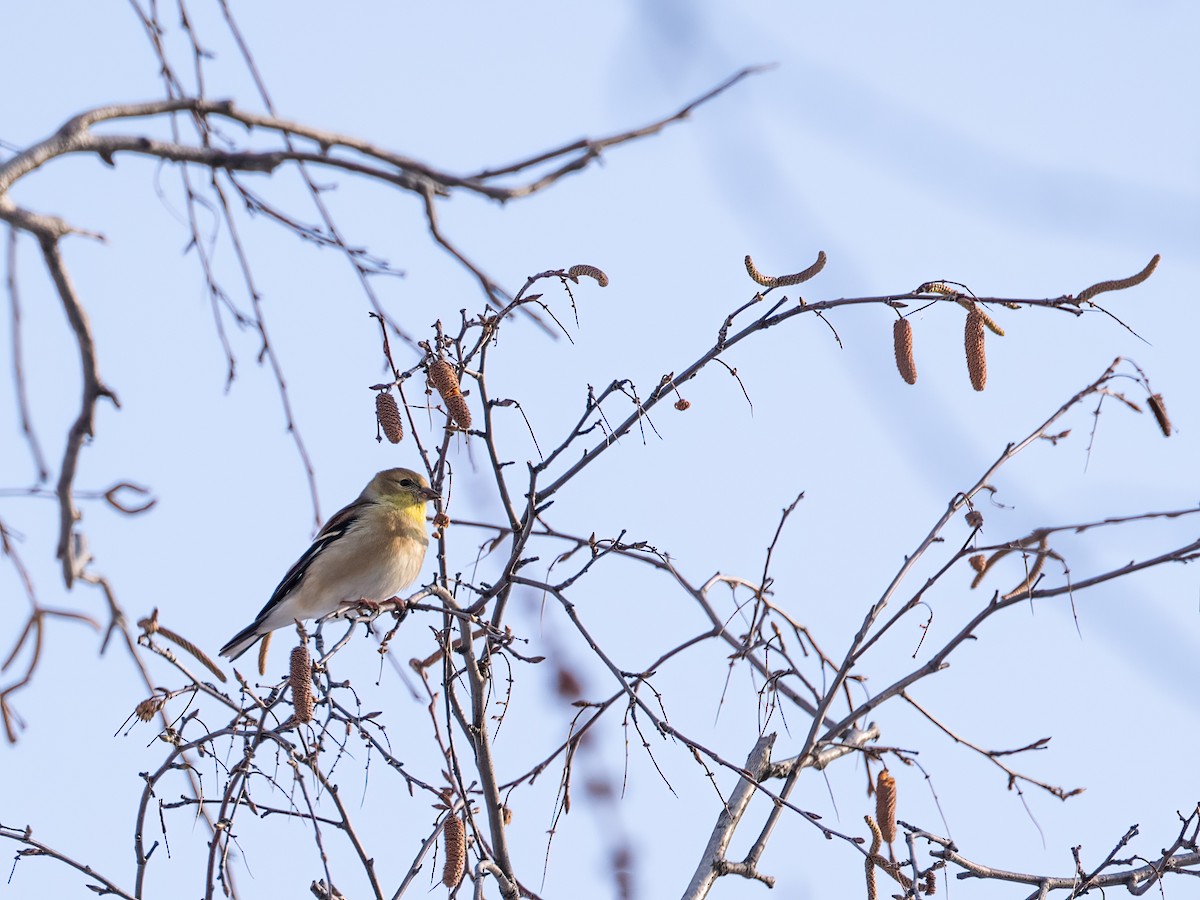 American Goldfinch - ML649458340