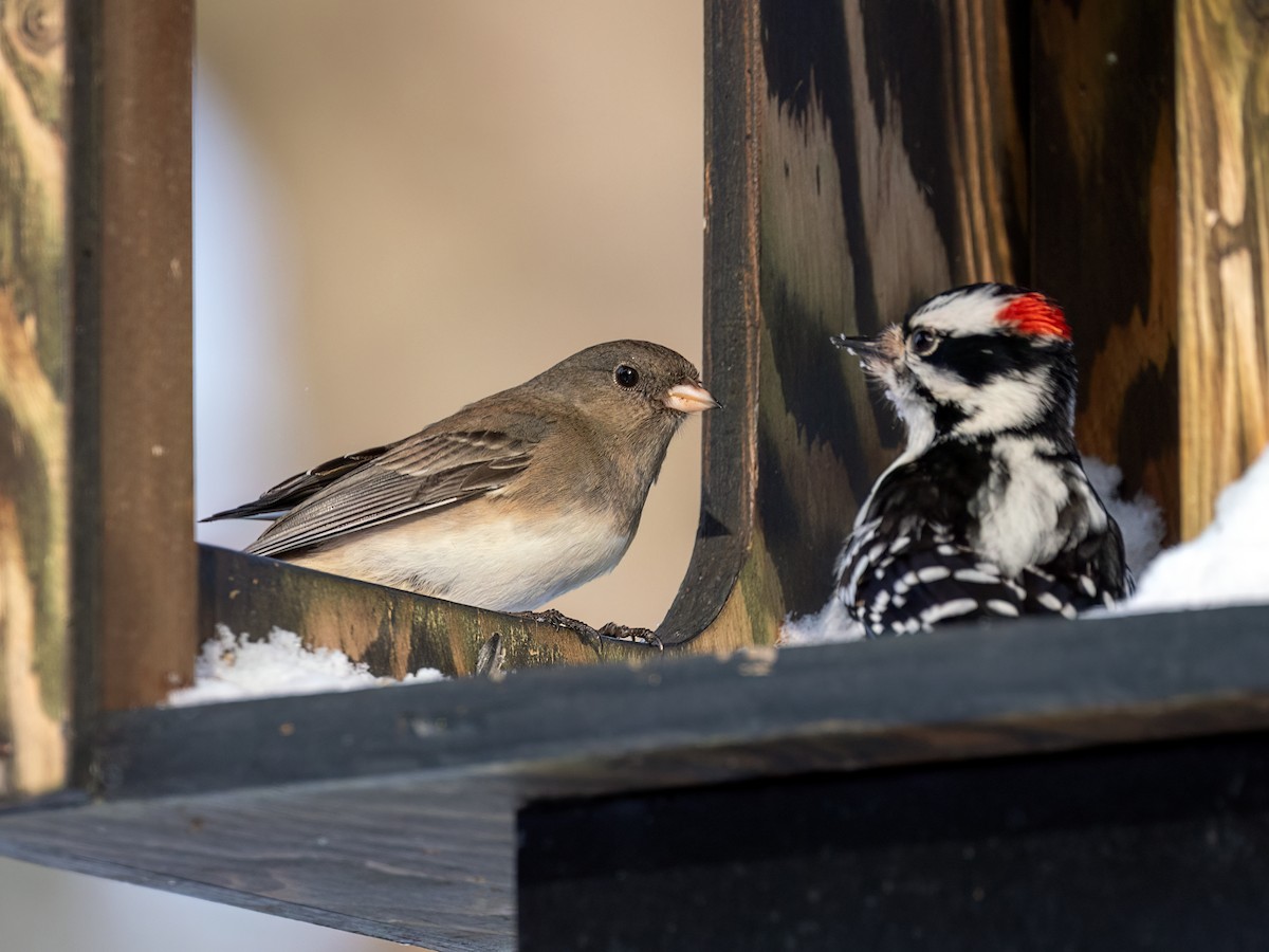 Dark-eyed Junco - ML649458349