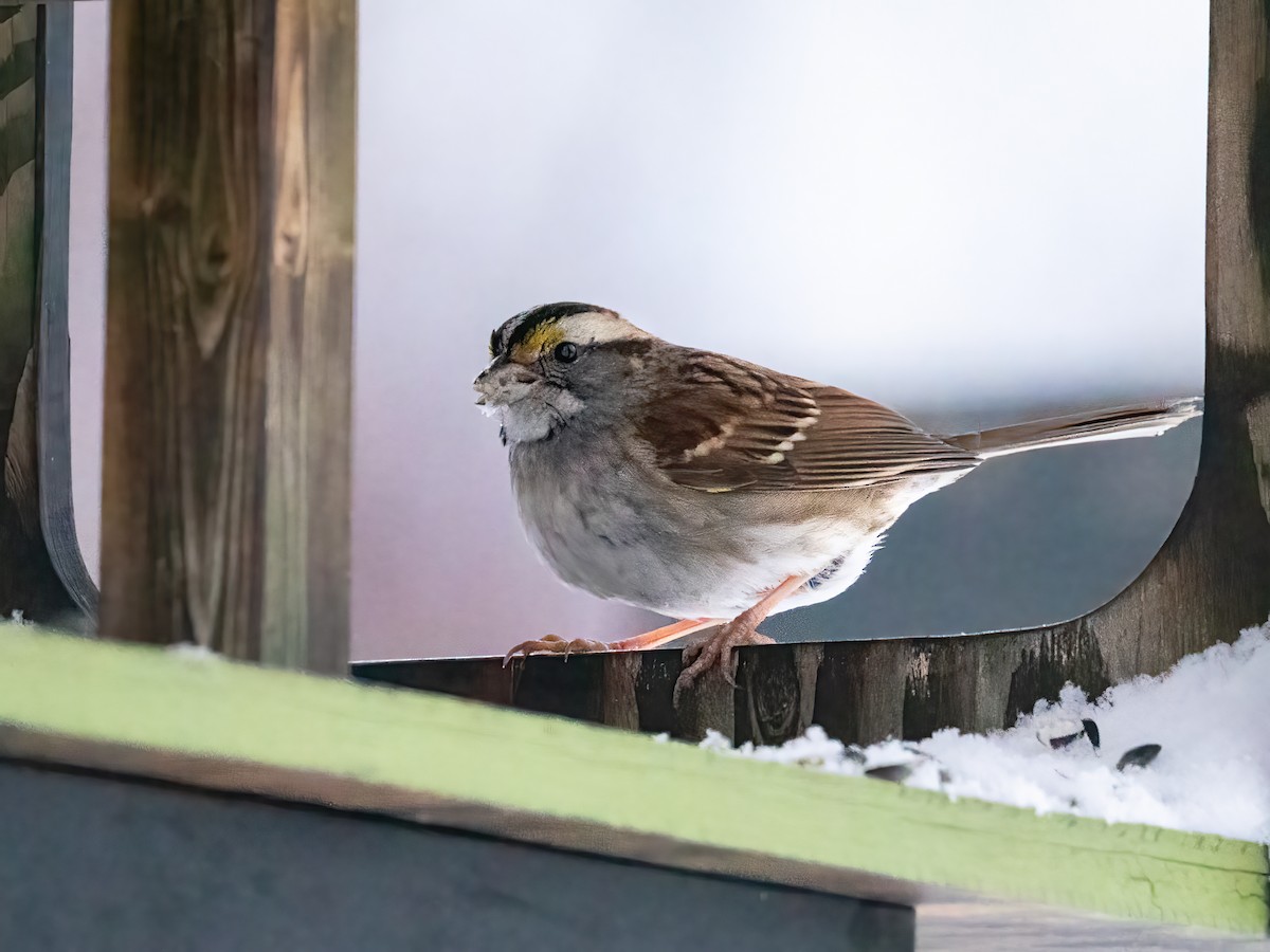 White-throated Sparrow - ML649458366
