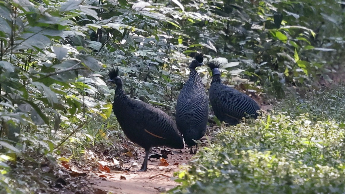 Plumed Guineafowl - ML649458370
