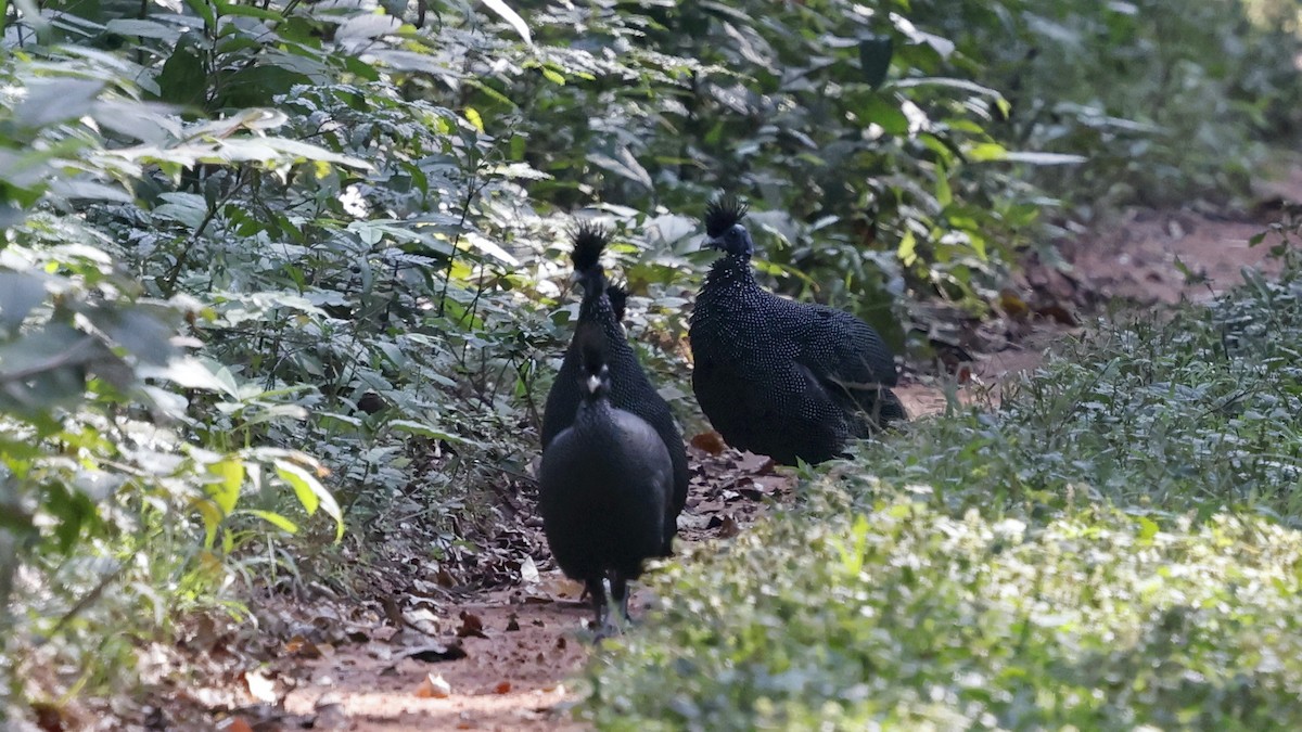 Plumed Guineafowl - ML649458371