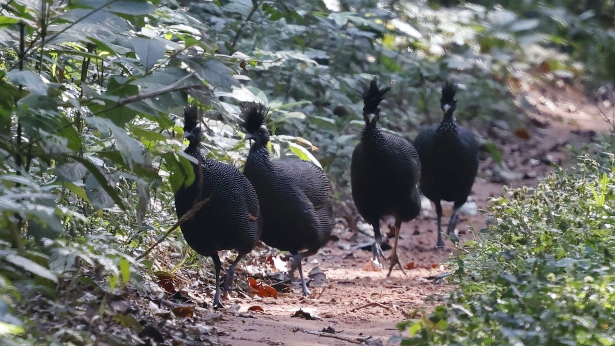 Plumed Guineafowl - ML649458372