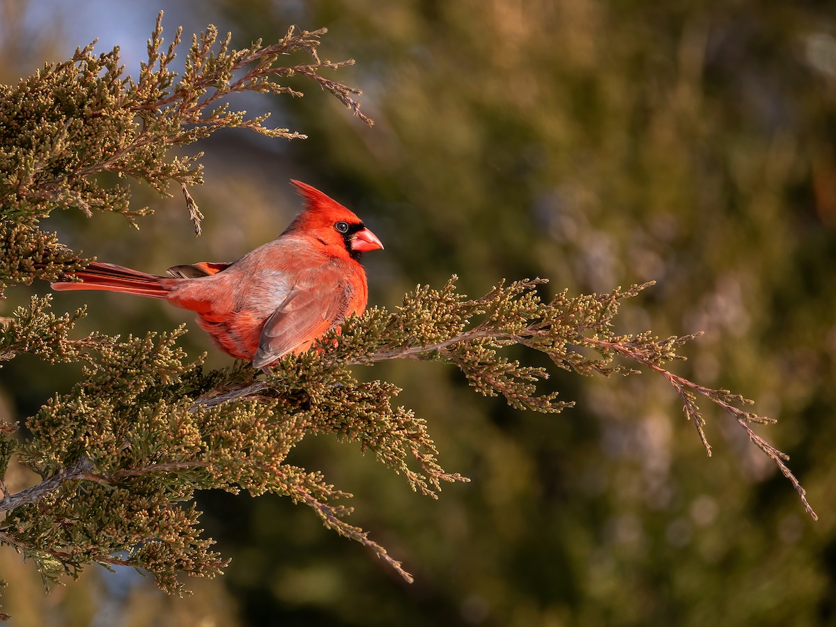 Northern Cardinal - ML649458385