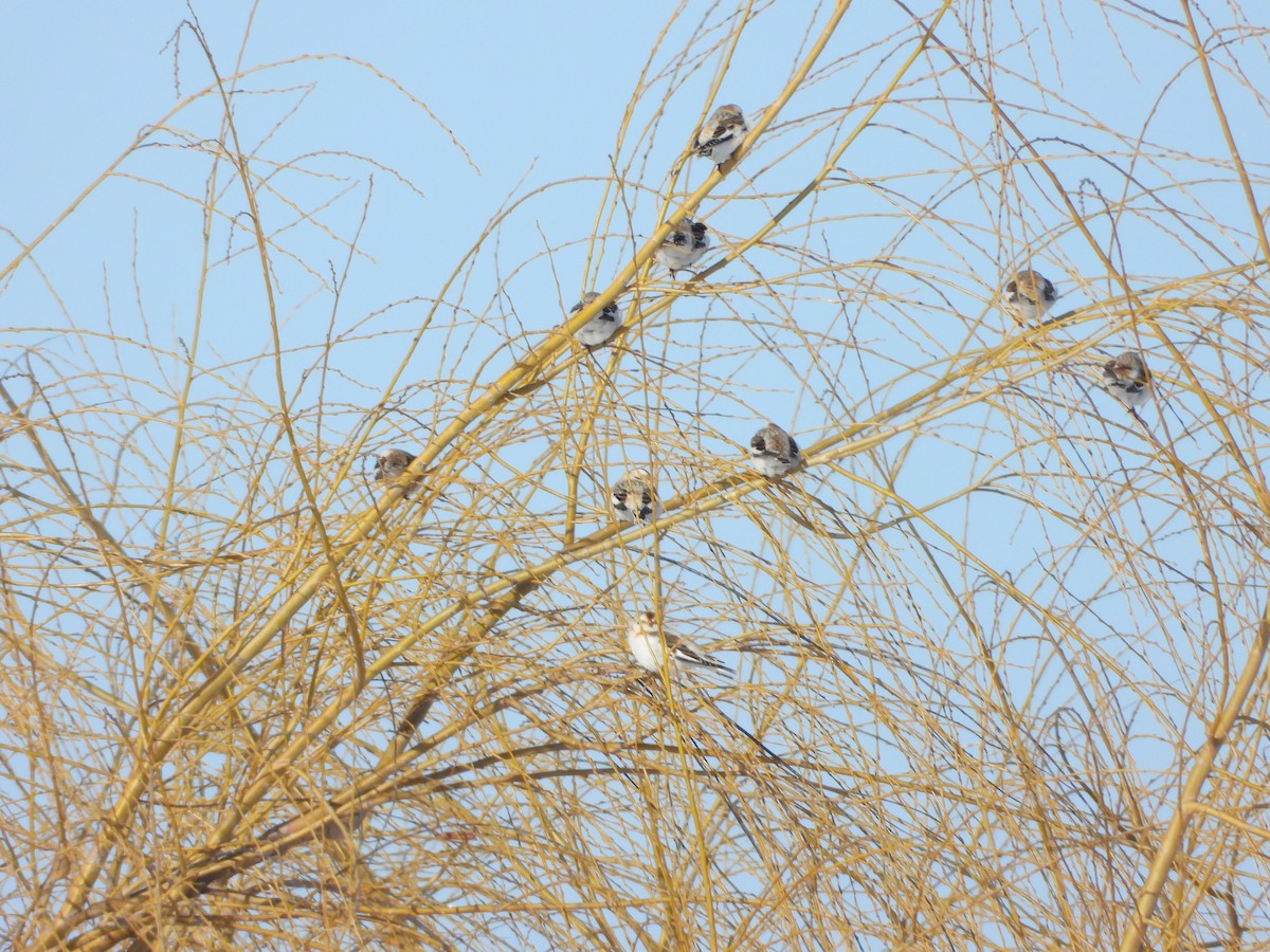 Snow Bunting - ML649458735