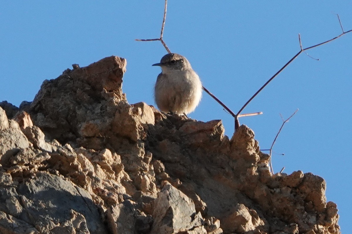 Rock Wren - ML649458736