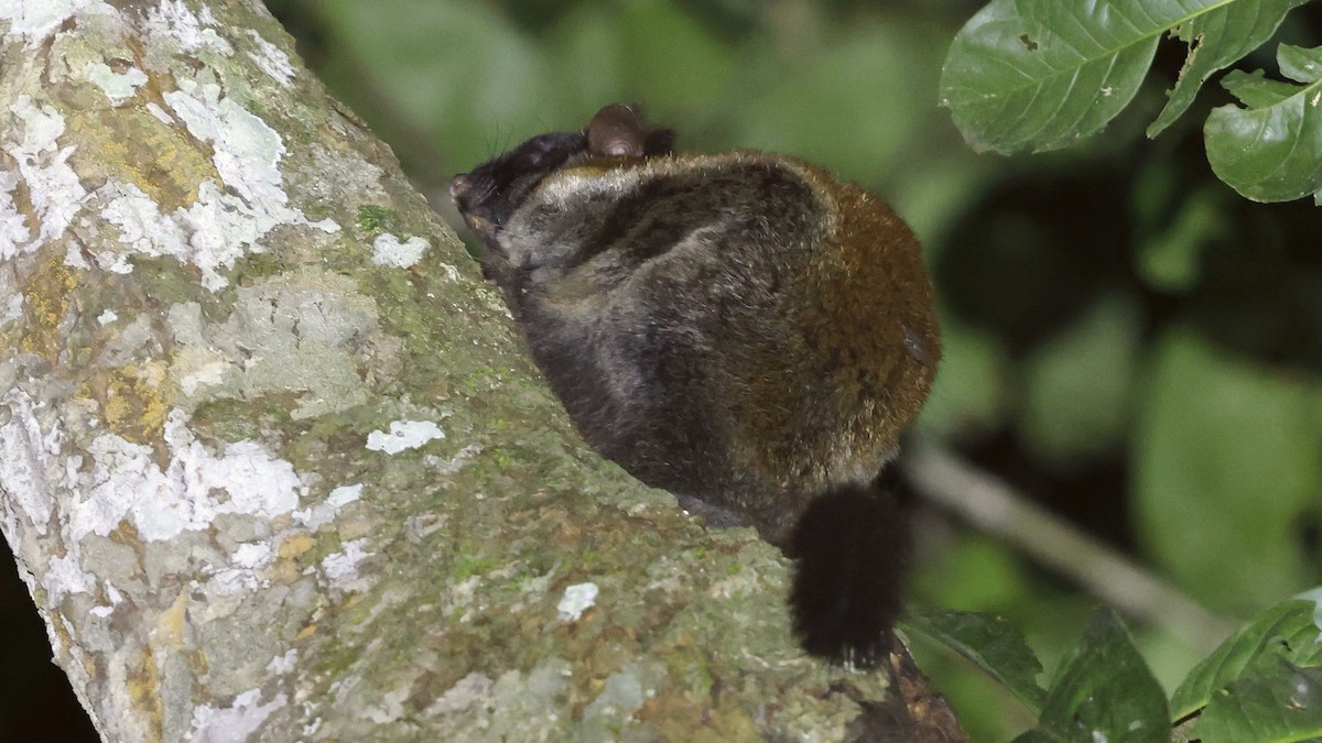 Derby's Anomalure - ML649458738