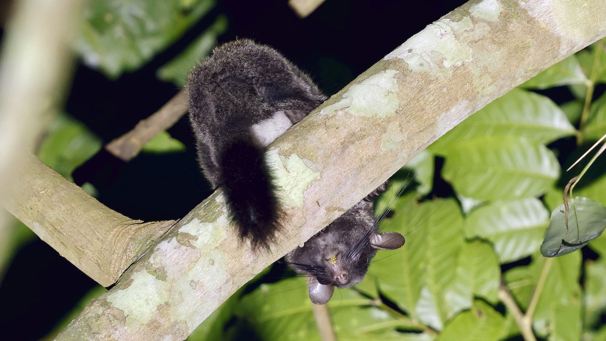 Derby's Anomalure - ML649458739