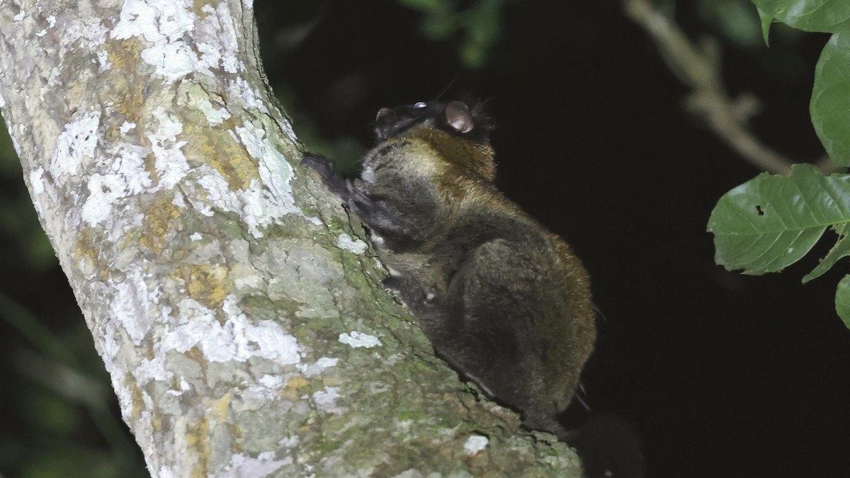 Derby's Anomalure - ML649458740