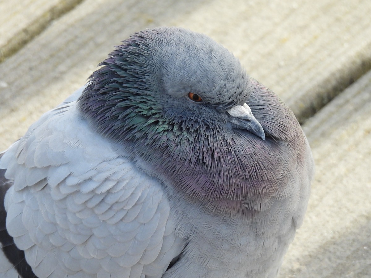 Rock Pigeon (Feral Pigeon) - ML649458742