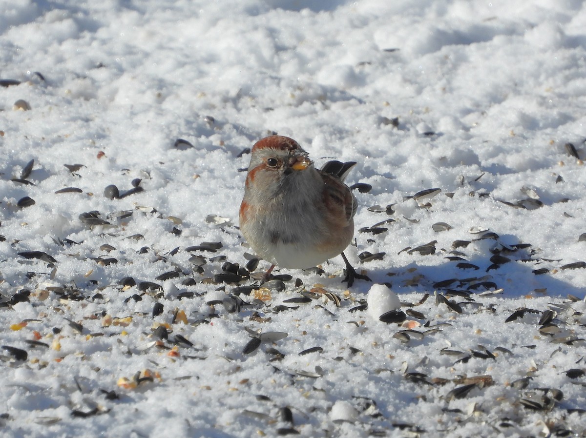 American Tree Sparrow - ML649458743