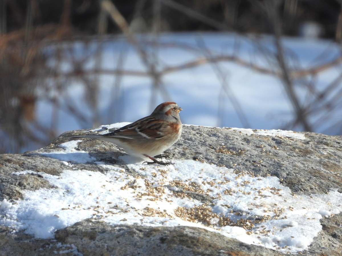 American Tree Sparrow - ML649458744