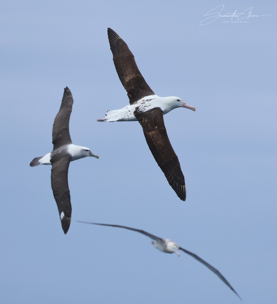 Northern Royal Albatross - ML649458745