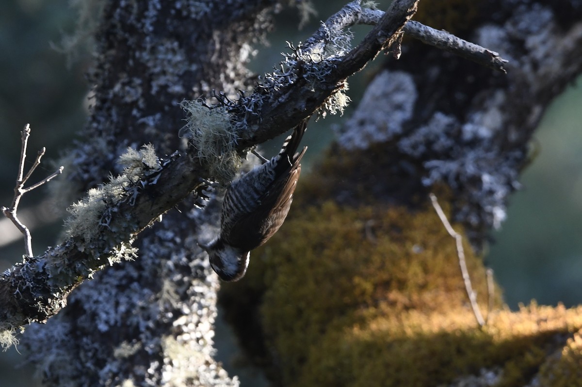 Arizona Woodpecker - ML649458746