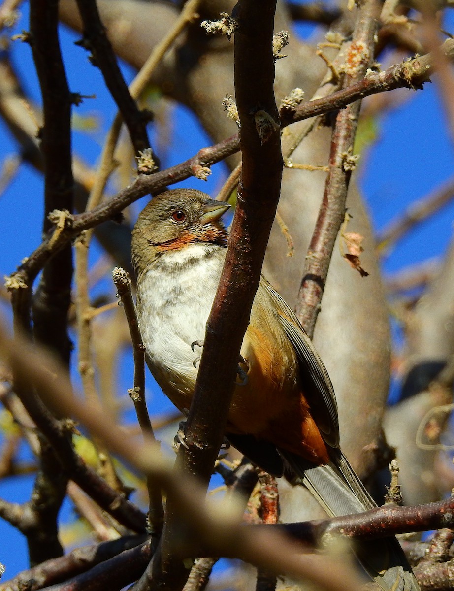 White-throated Towhee - ML649458747