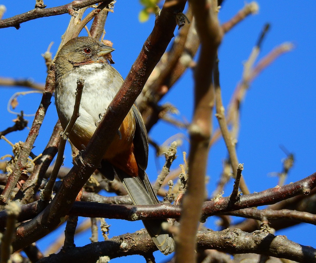 White-throated Towhee - ML649458748