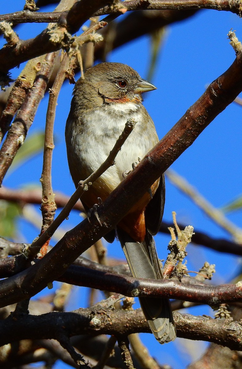 White-throated Towhee - ML649458749