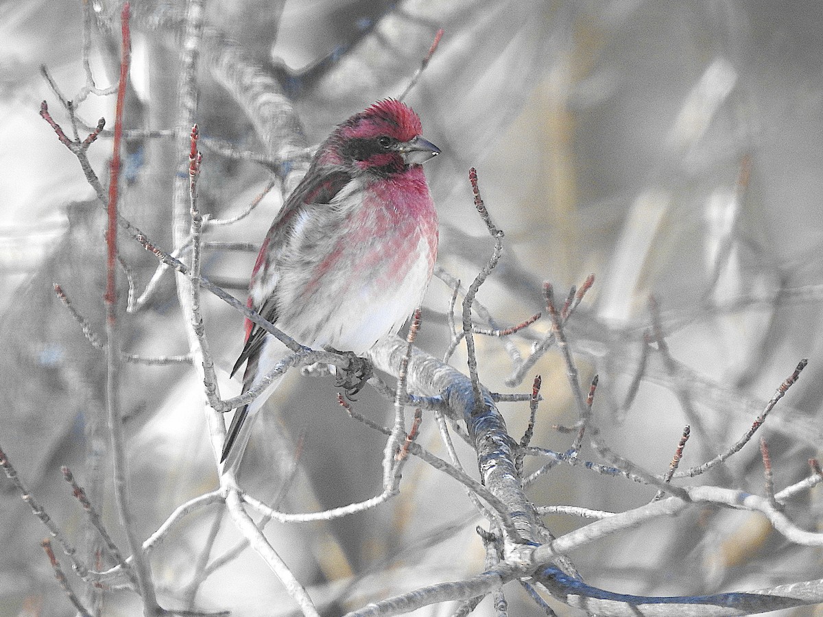 Purple Finch - ML649458750