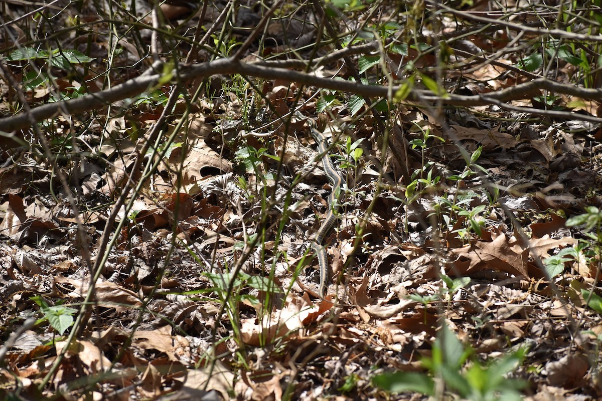 Orange-striped Ribbonsnake - ML649458751