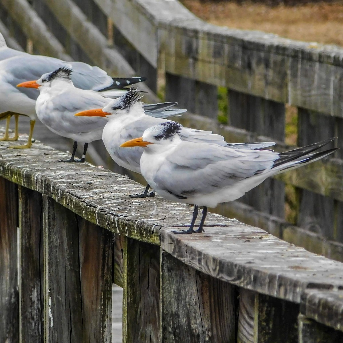 Royal Tern - ML649458752