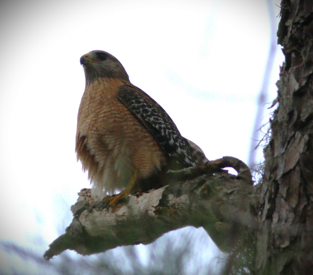 Red-shouldered Hawk - ML649458753
