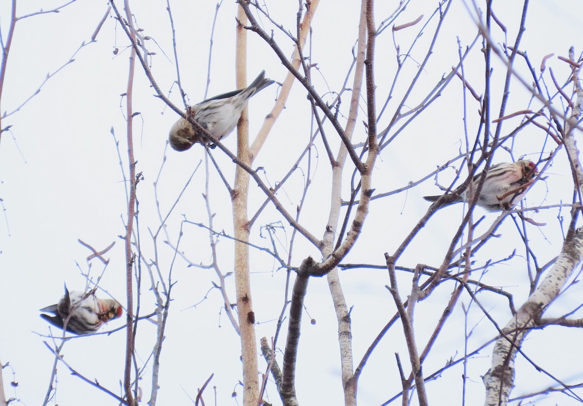 Redpoll - ML649458754