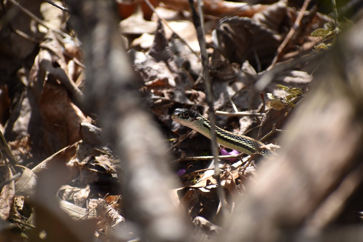 Orange-striped Ribbonsnake - ML649458764